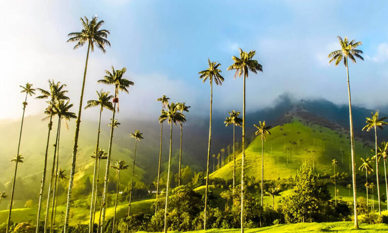 Pasadía valle del cocora