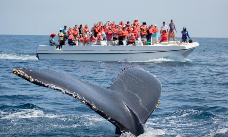 Tour avistamiento de ballenas valle del cauca