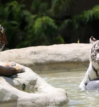 zoologico de cali y parque acuático de las cañas