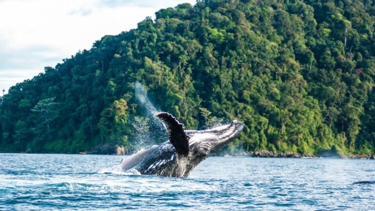 Avistamiento de Ballenas desde Ibagué