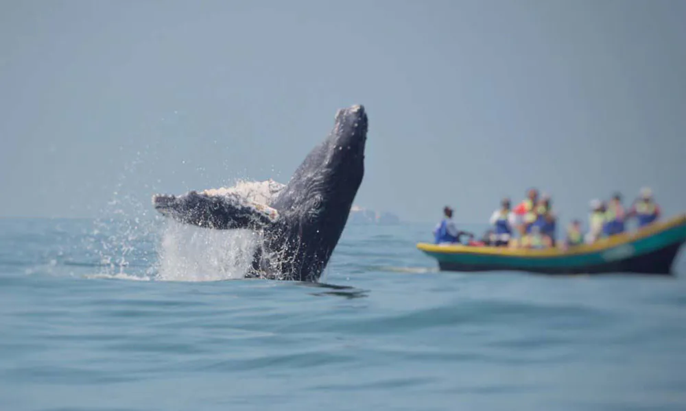 Tour avistamiento de ballenas