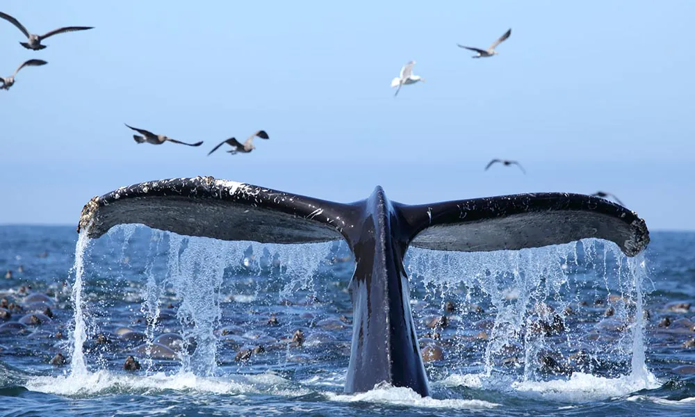 avistamiento de ballenas