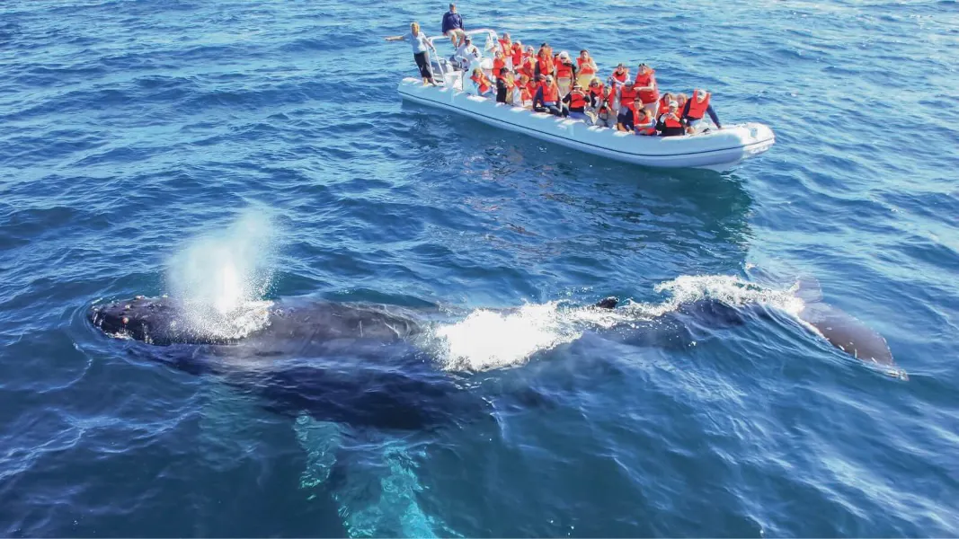 Excursión: Avistamiento de Ballenas desde Ibagué