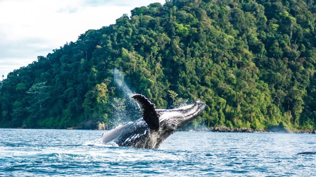 Avistamiento de Ballenas desde Ibagué